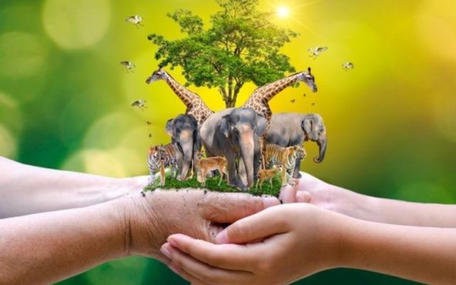 Những bài học về tư duy hệ thống được học từ thiên nhiên hoang dã