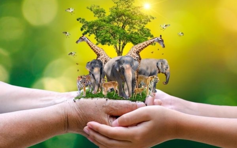 Những bài học về tư duy hệ thống được học từ thiên nhiên hoang dã